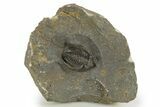 Diademaproetus Trilobite - Ofaten, Morocco #341334-2